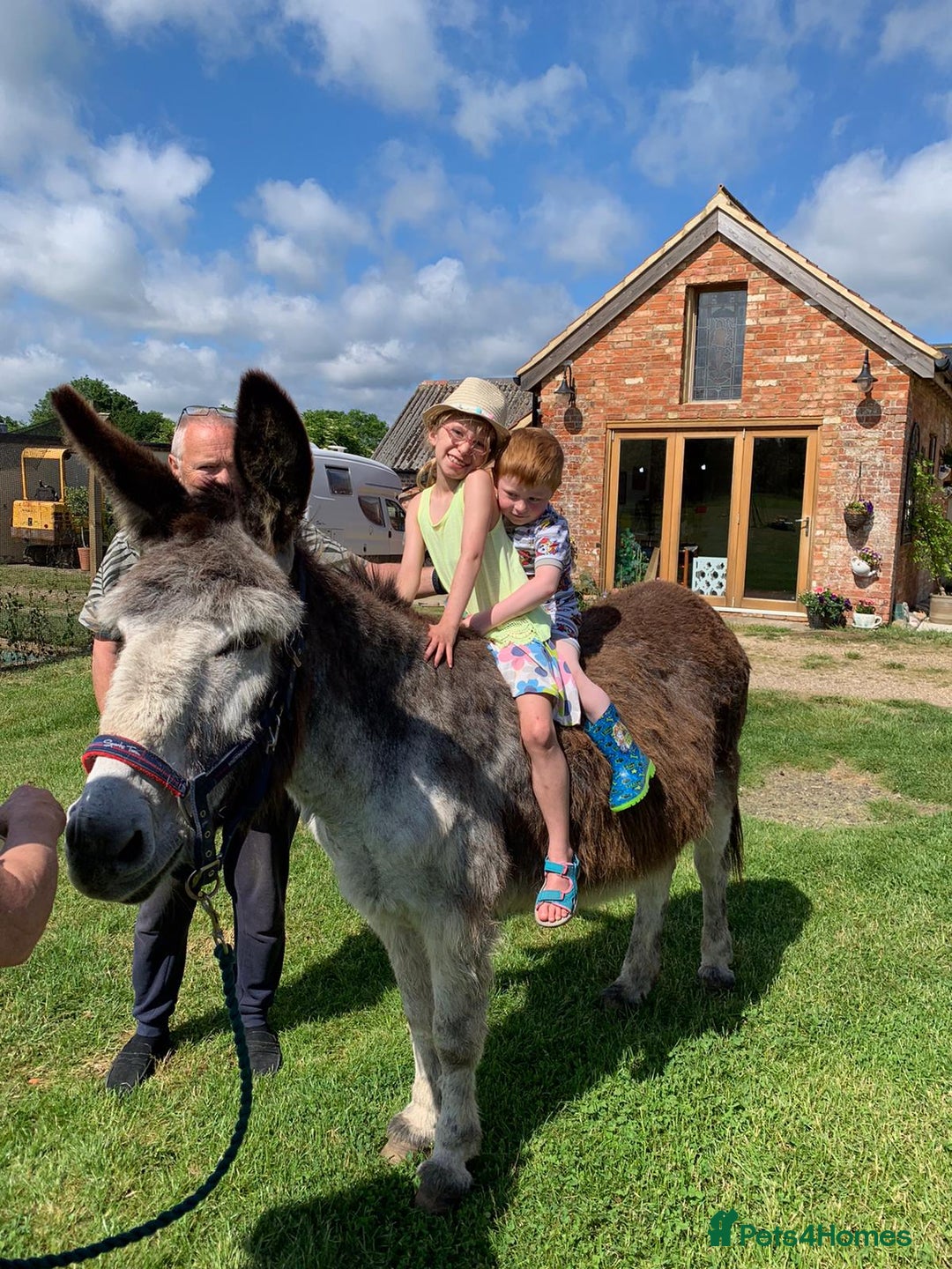 Donkey livestock for sale: Dolly and Moose, lovely Jenny donkeys - Image 1