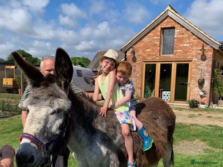 Donkey livestock - Advert 12