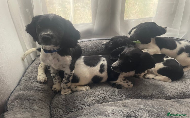 English Springer Spaniel dogs - Advert 4