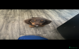 Dachshund dogs for sale: dachshund - Image 2