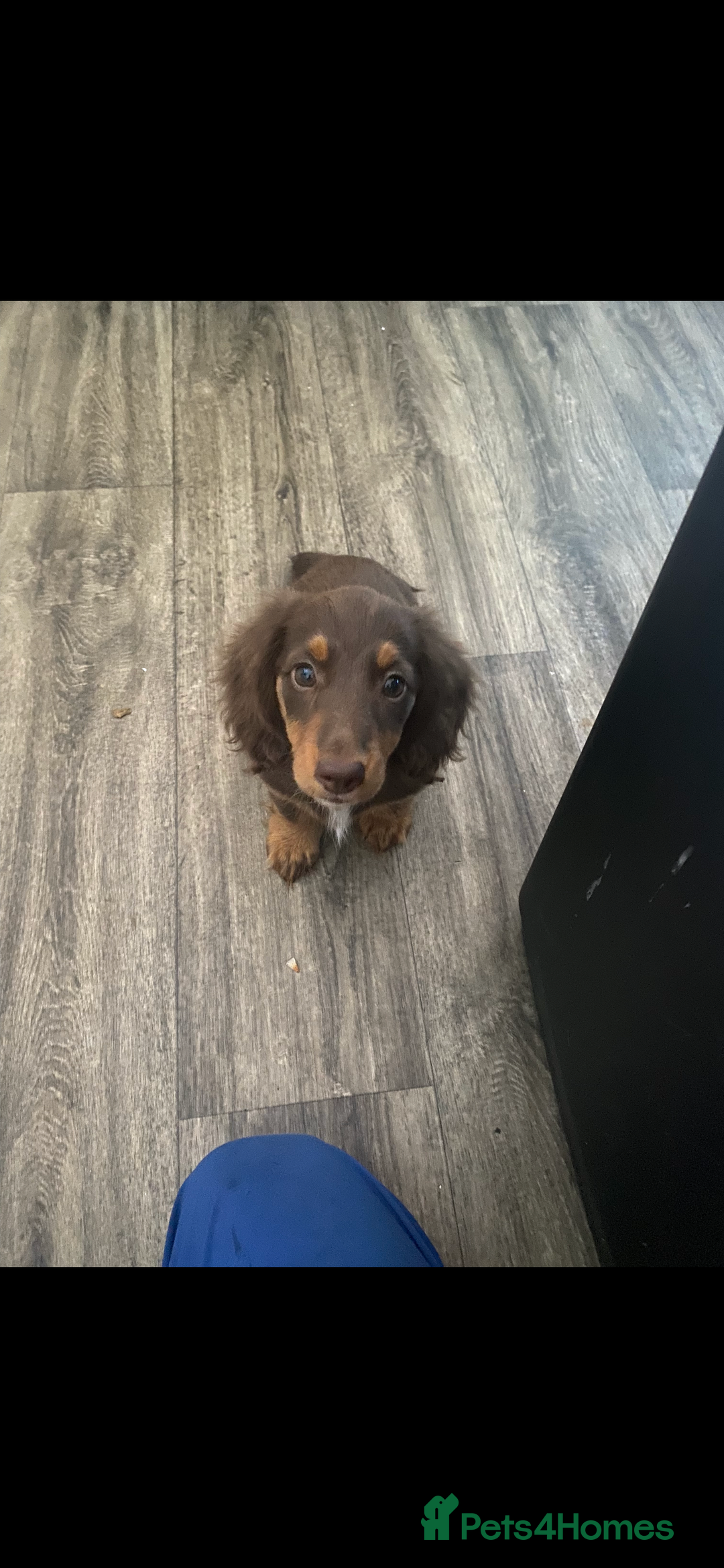 Dachshund dogs for sale: dachshund - Image 2