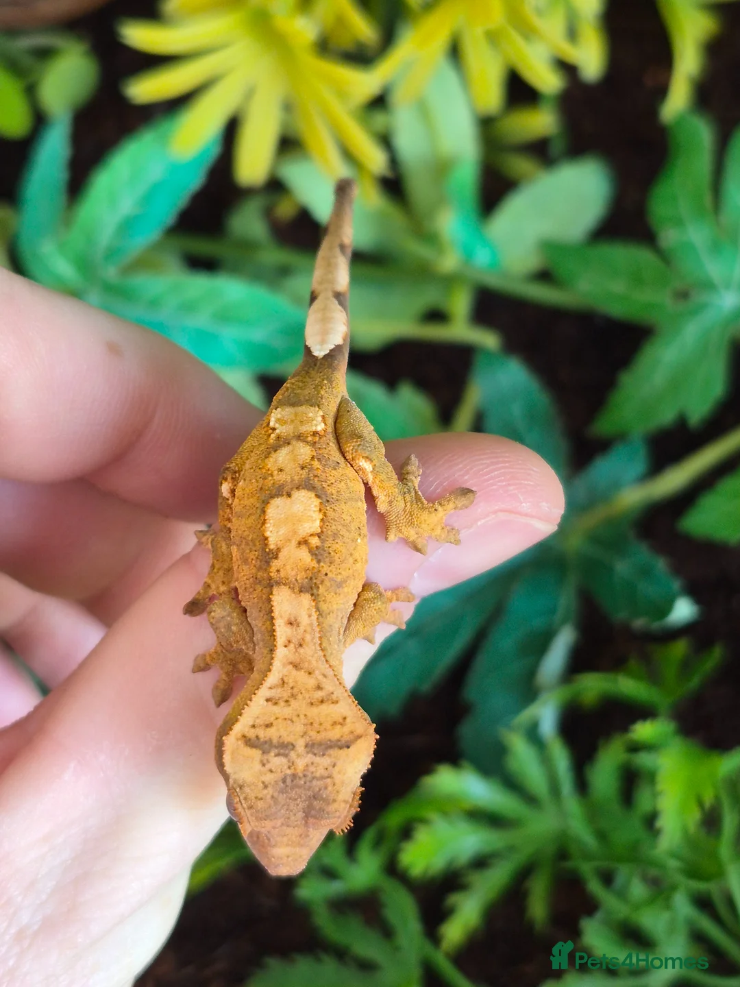 Gecko reptiles for sale: crested geckos, leopard geckos - Advert 2