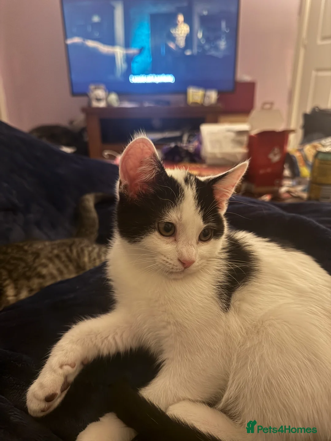 Mixed Breed cats for sale: Two kittens need new home - Advert 2