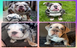 Olde English Bulldogge dogs for sale: Old English bulldog pups fluffy carriers❤️ - Image 1