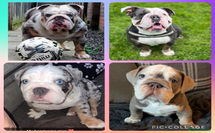 Olde English Bulldogge dogs - Advert 1