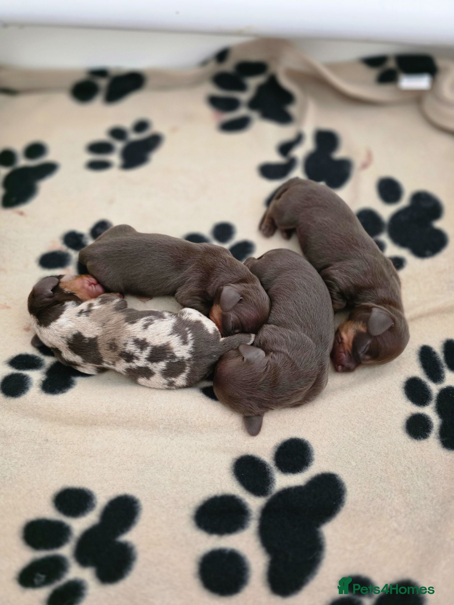 Miniature Dachshund dogs Kc registered miniature Dachshund Puppies for sell - Advert 9