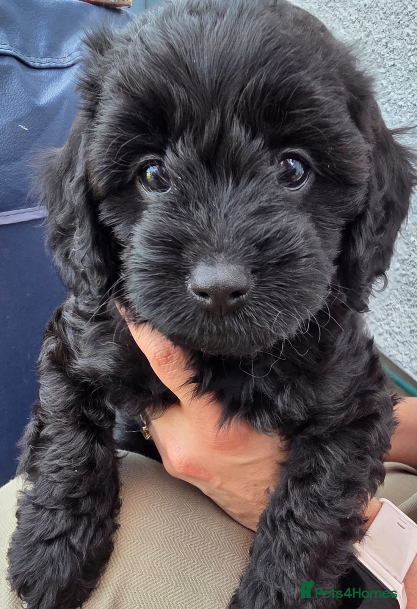 Cavapoo dogs Adorable F1 Cavapoo Puppies - Advert 18