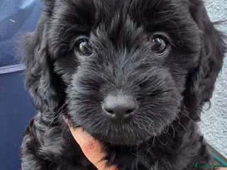 Cavapoo dogs Adorable F1 Cavapoo Puppies - Advert 18