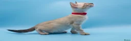 Bengal cats for sale: TICA Registered Snow & Charcoal Bengal Kittens - Advert 11