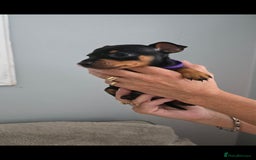 Miniature Pinscher dogs for sale: Beautiful Miniature pinscher Puppies  - Image 13