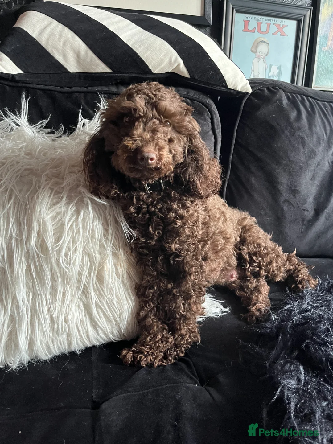 Toy Poodle dogs for sale: 🐾 Adorable Full Pedigree Toy Poodle Puppies - Advert 2