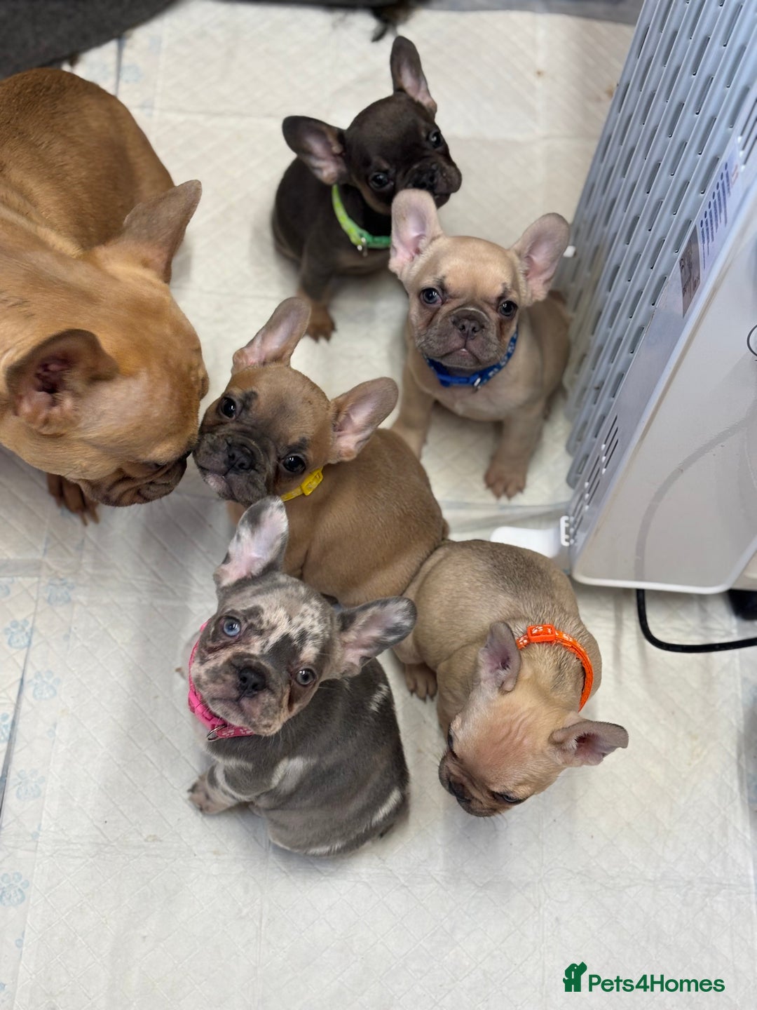 French Bulldog dogs for sale: 💕Adorable French bulldogs💕 - Advert 17