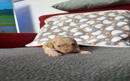 Cockapoo dogs for sale: Cockapoo Puppies🤍 - Image 2