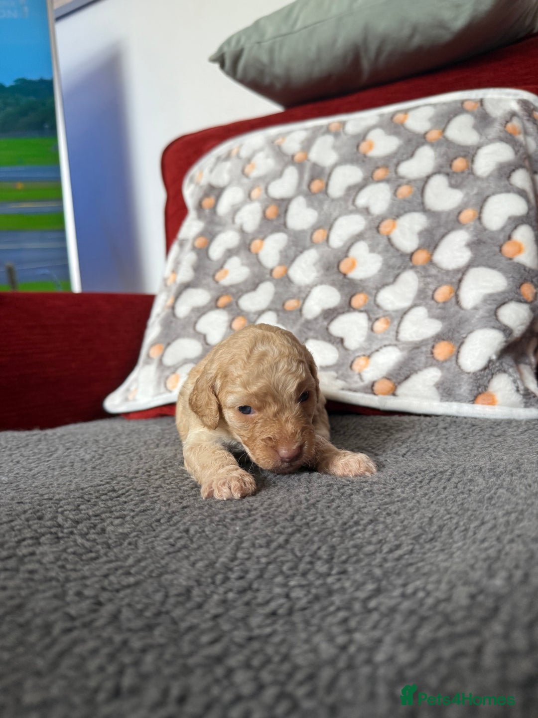 Cockapoo dogs for sale: Cockapoo Puppies🤍 - Image 2