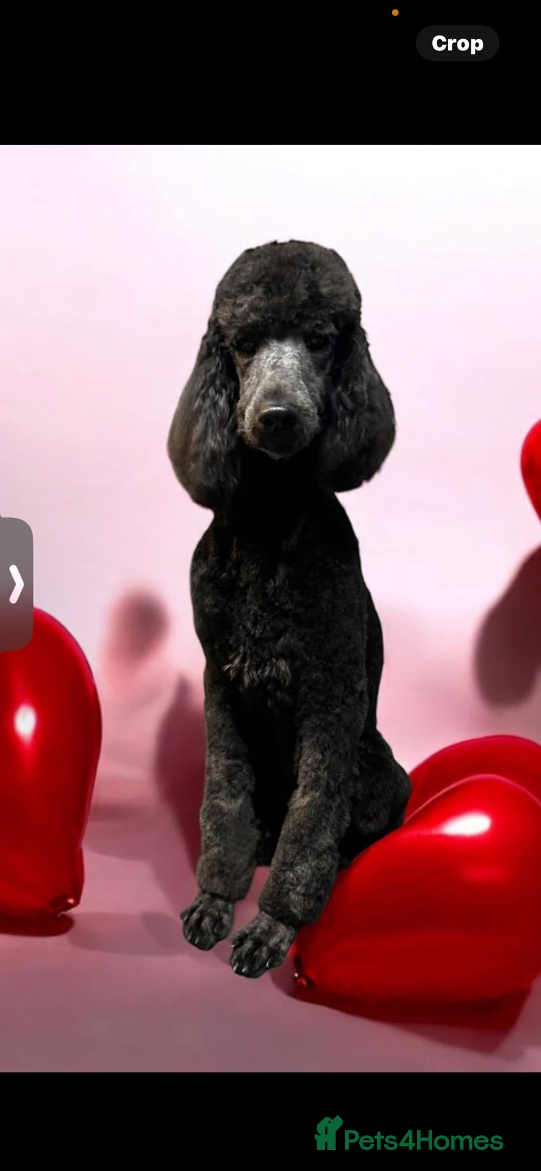 Labradoodle dogs for sale: Labradoodle muti gen f1bb - Image 4