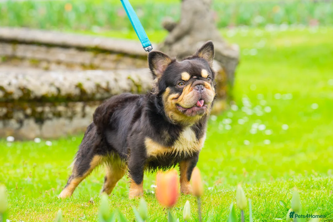 French Bulldog dogs for stud: Visual Big 🧶 Fluffy Stud in Abertillery - Advert 6