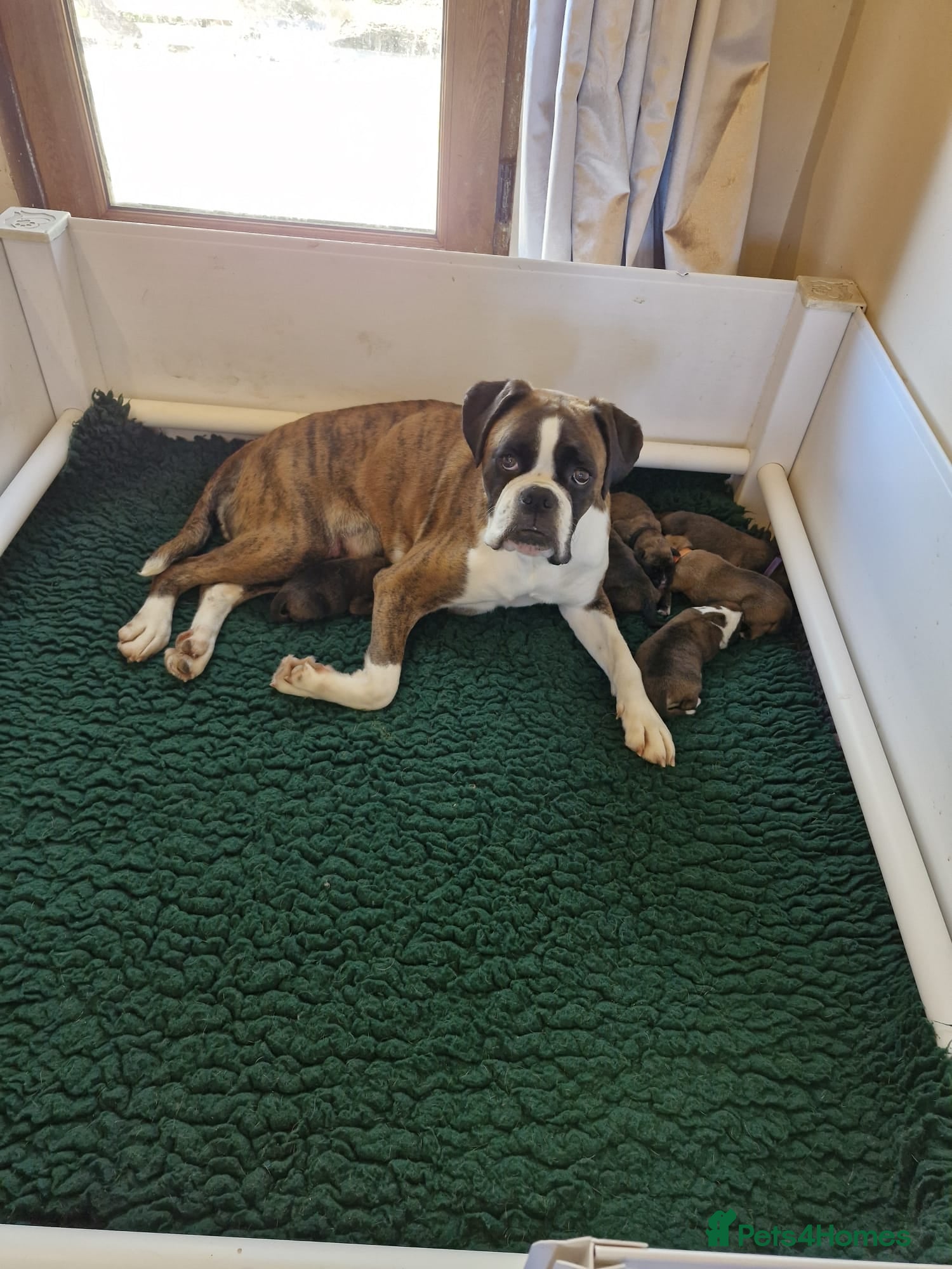 Boxer dogs GORGEOUS KC PUPPIES  - Advert 5