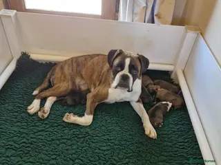 Boxer dogs GORGEOUS KC PUPPIES - Advert 14