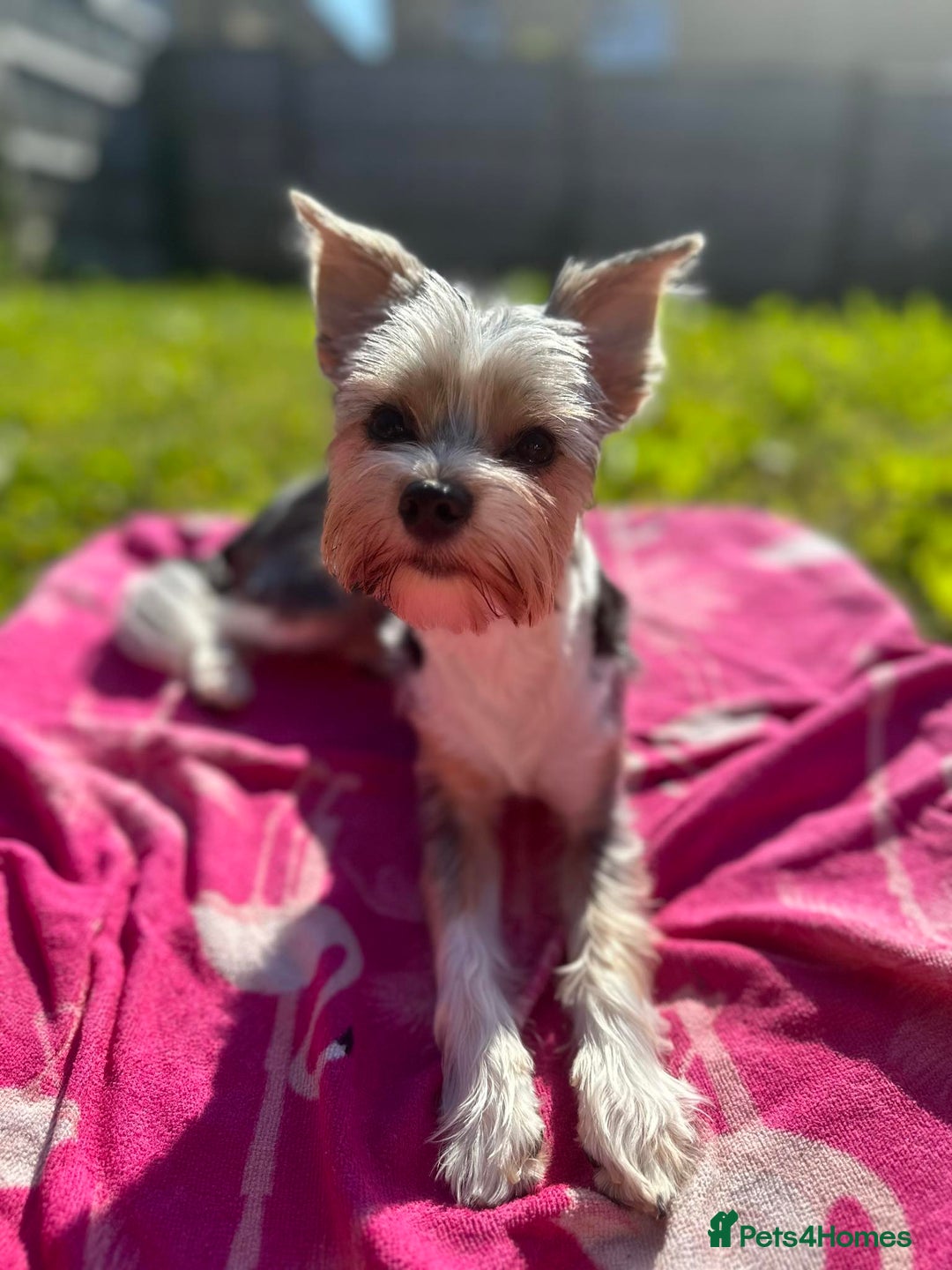 Yorkshire Terrier dogs for stud: DNA TESTED Biewer Yorkshire Terrier for stud in Birkenhead - Image 5