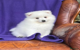 Japanese Spitz dogs for sale: Lovely Male Japanese spitz puppy - Image 16