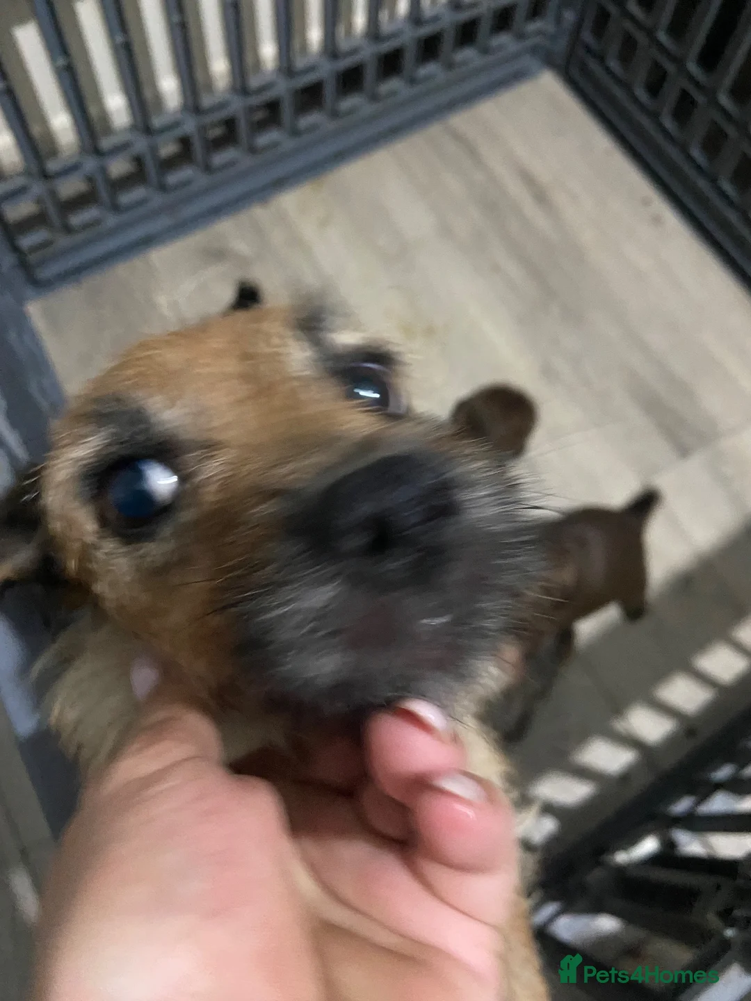 Mixed Breed dogs for sale: Shitzu x mini Jack puppies  - Advert 2
