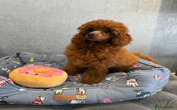Toy Poodle dogs for sale: Stunning KC Reg Dark Red Toy Poodle born 2/5/2025 - Image 7
