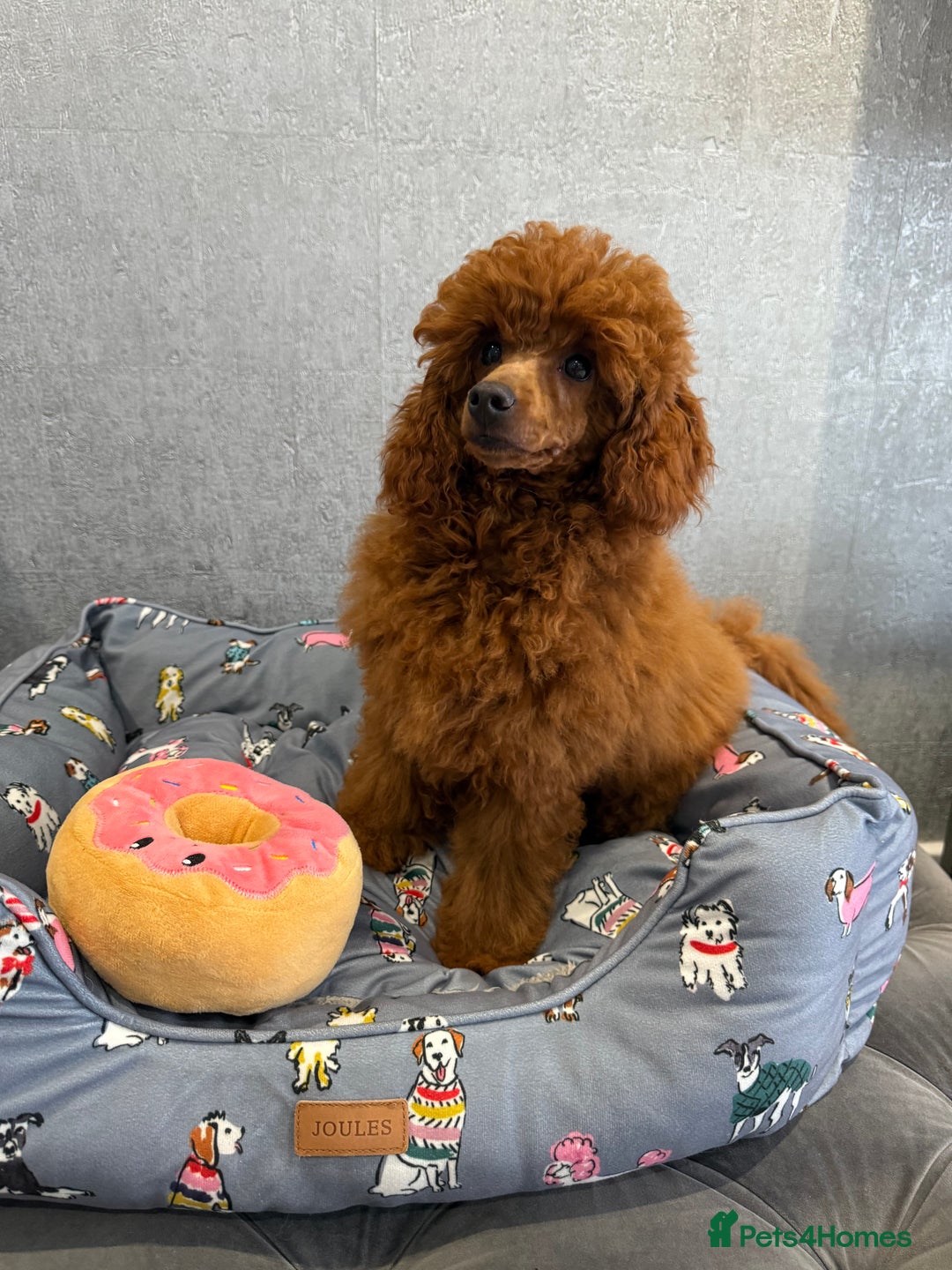 Toy Poodle dogs for sale: Stunning KC Reg Dark Red Toy Poodle born 2/5/2025 - Image 7
