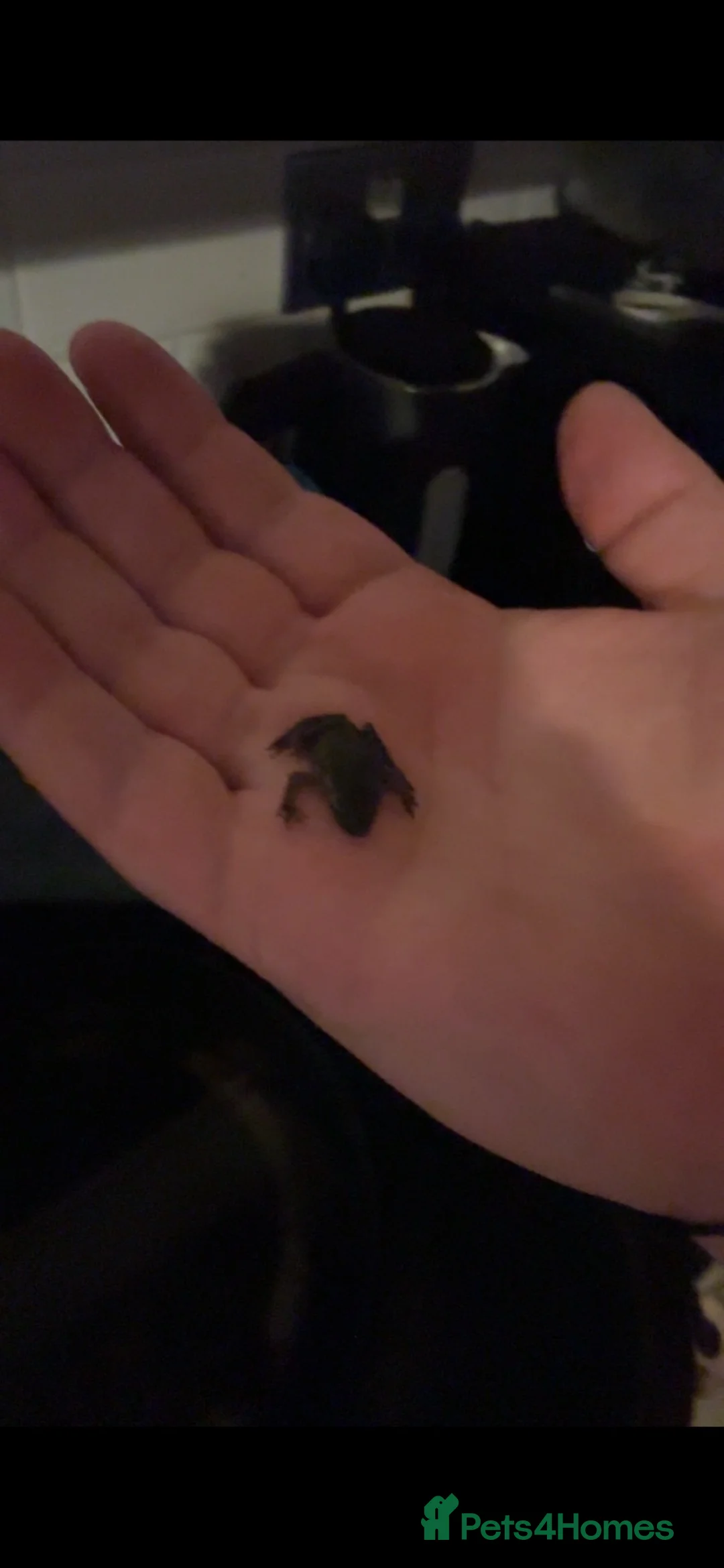 Other/Mixed Breed fish for sale: African dwarf frogs x 5 - Advert 2