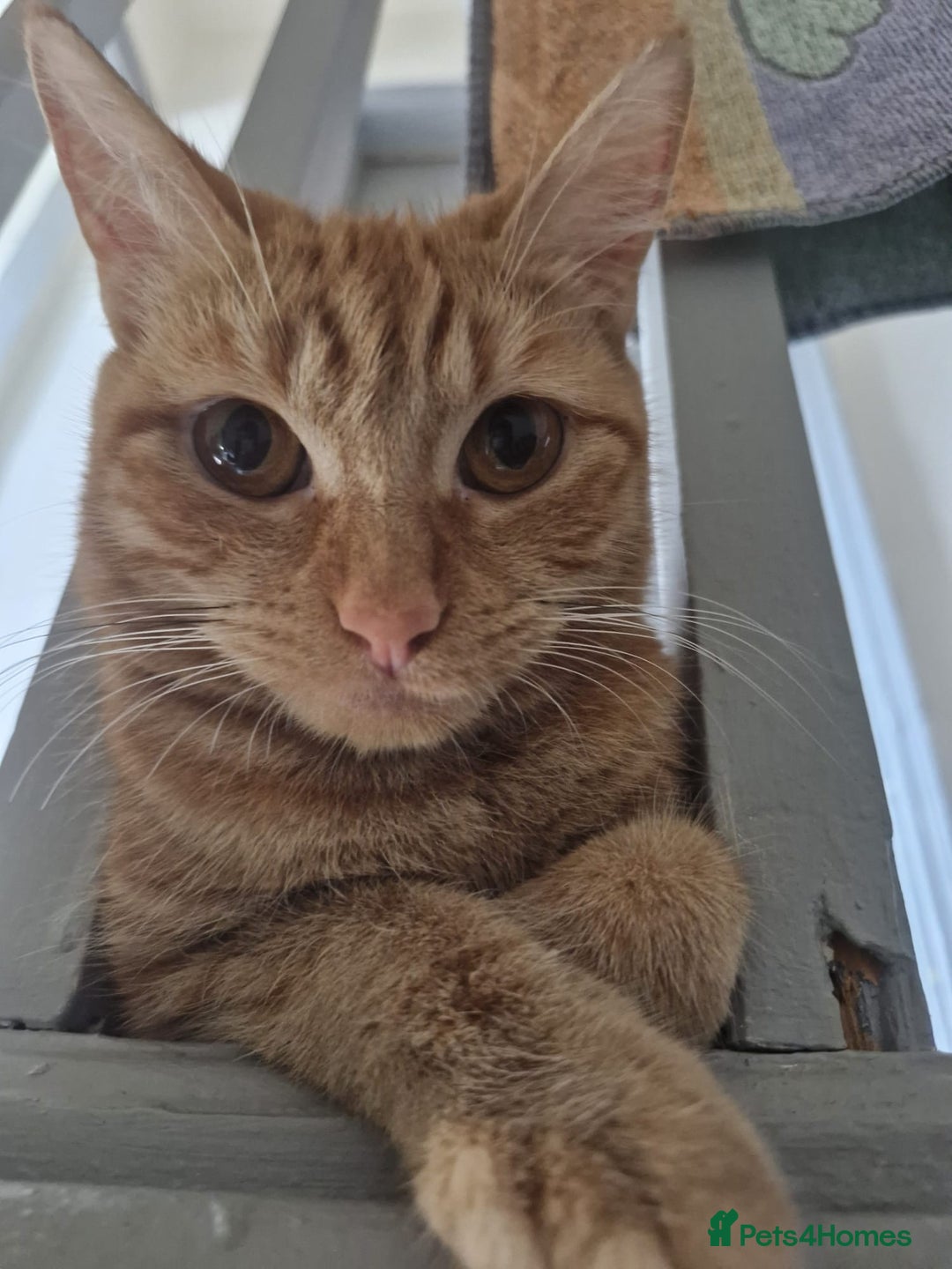 Dwelf cats for sale: Four gorgeous cats for sale - Image 8