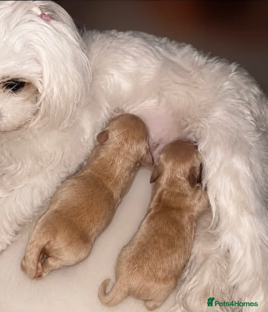 Maltipoo dogs for sale: 🤍 Exclusive Korean-Style Asian Maltipoos 🤍 in Willenhall - Advert 8