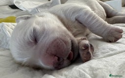 Golden Retriever dogs for sale: Golden Retriever Puppies 4 boys & 3 girls  - Image 16