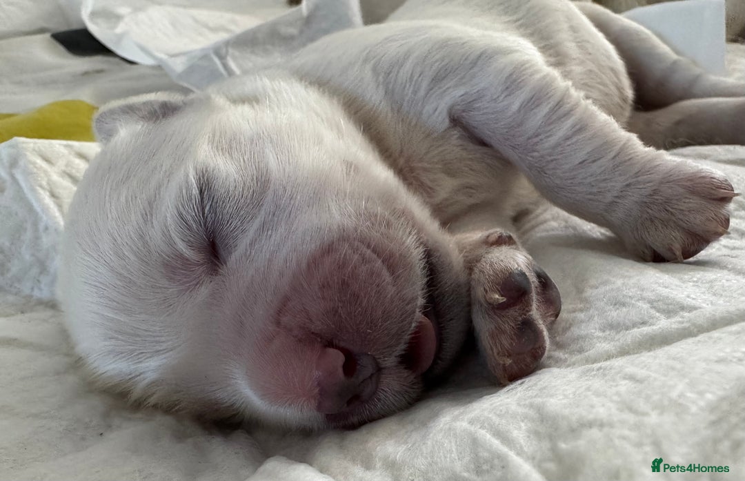 Golden Retriever dogs for sale: Golden Retriever Puppies 4 boys & 3 girls  - Image 16