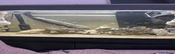 Cichlids fish for sale: Malawi chiclids haps and mbuna  - Advert 2
