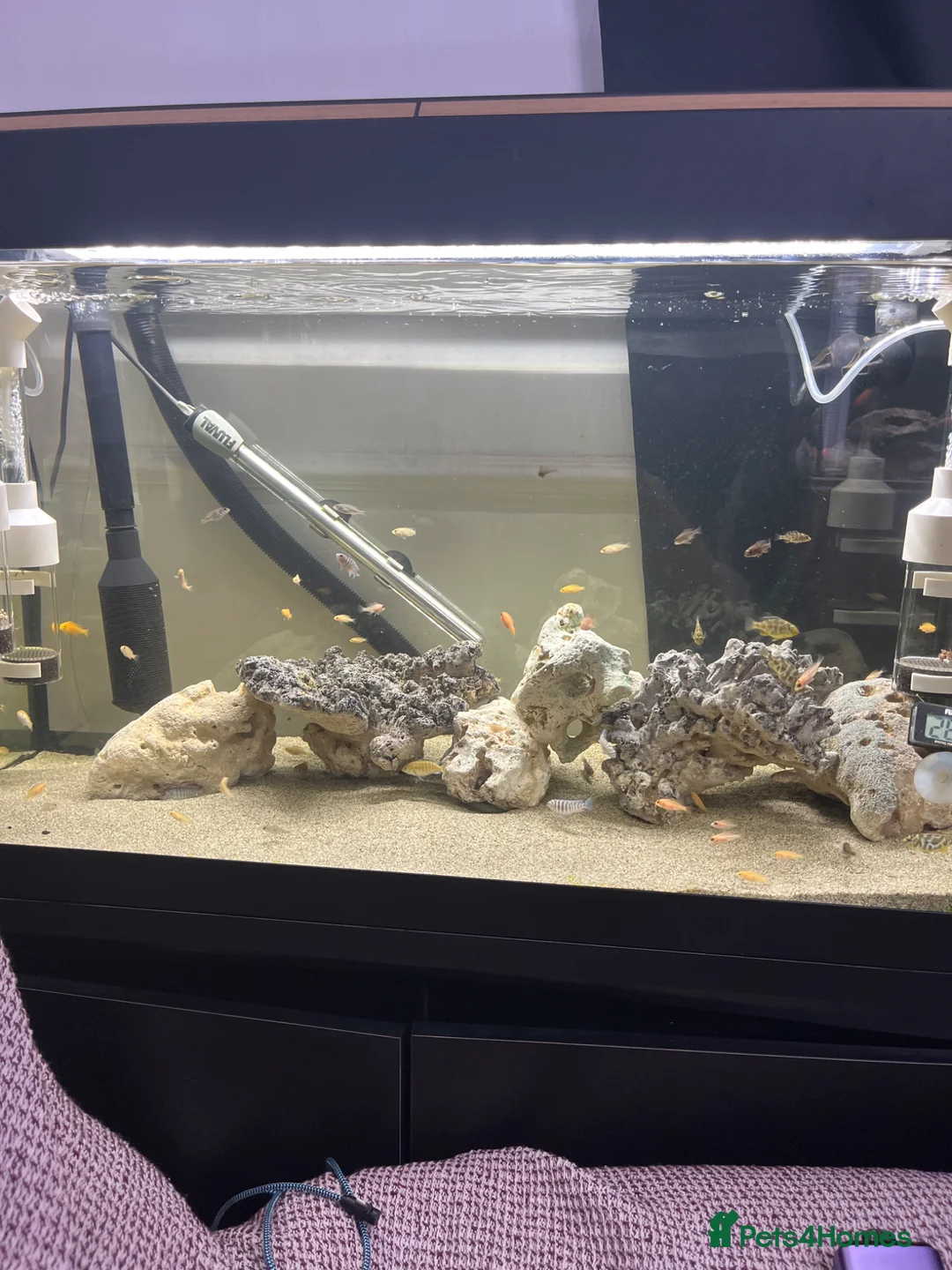 Cichlids fish for sale: Malawi chiclids haps and mbuna  - Advert 2