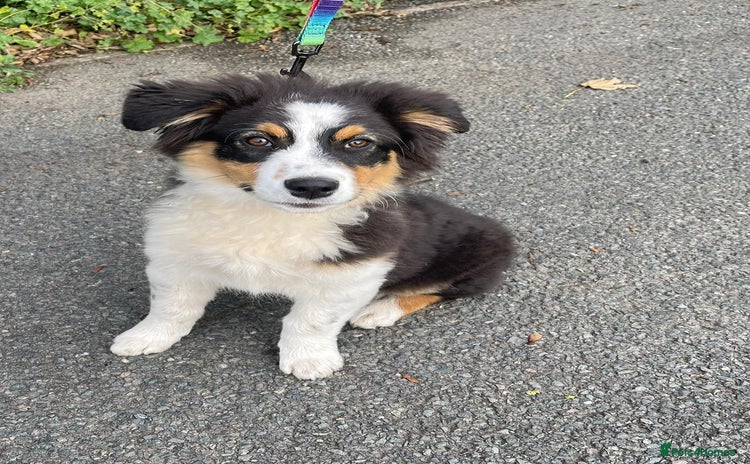 Australian Shepherd dogs - Advert 1