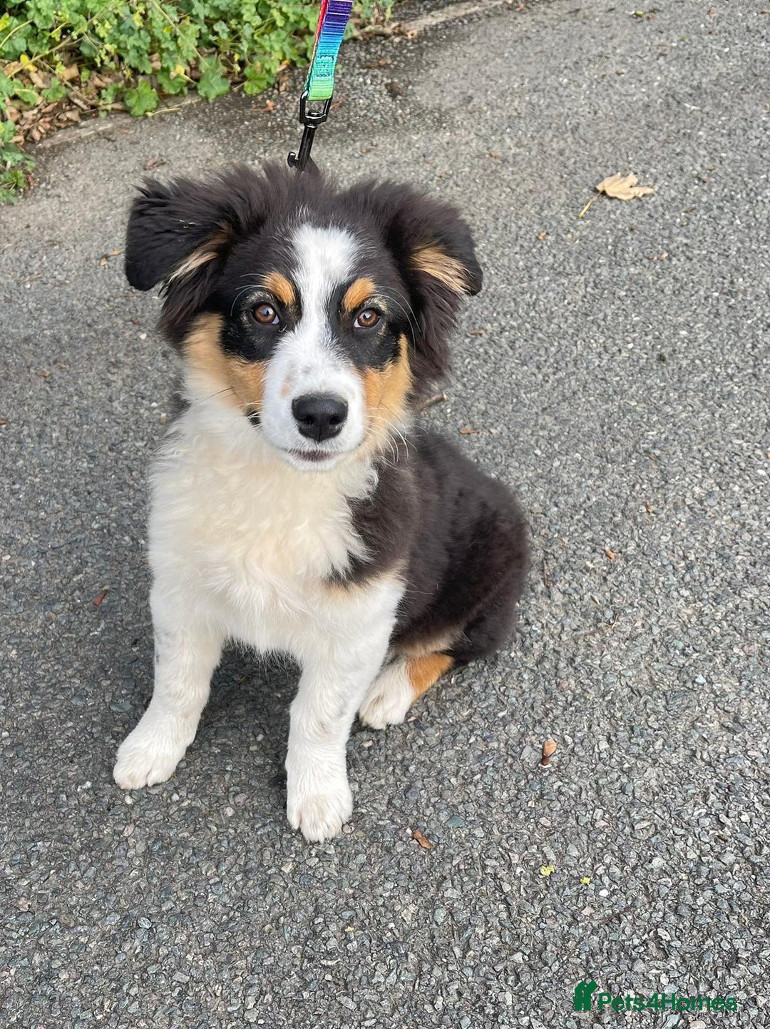 Australian Shepherd dogs for sale: Australian Shepherd Female Puppy - £1200 - Image 1