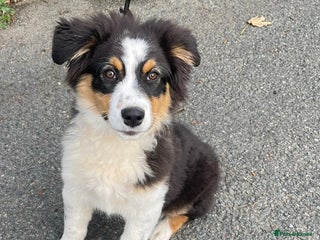 Australian Shepherd dogs - Advert 1