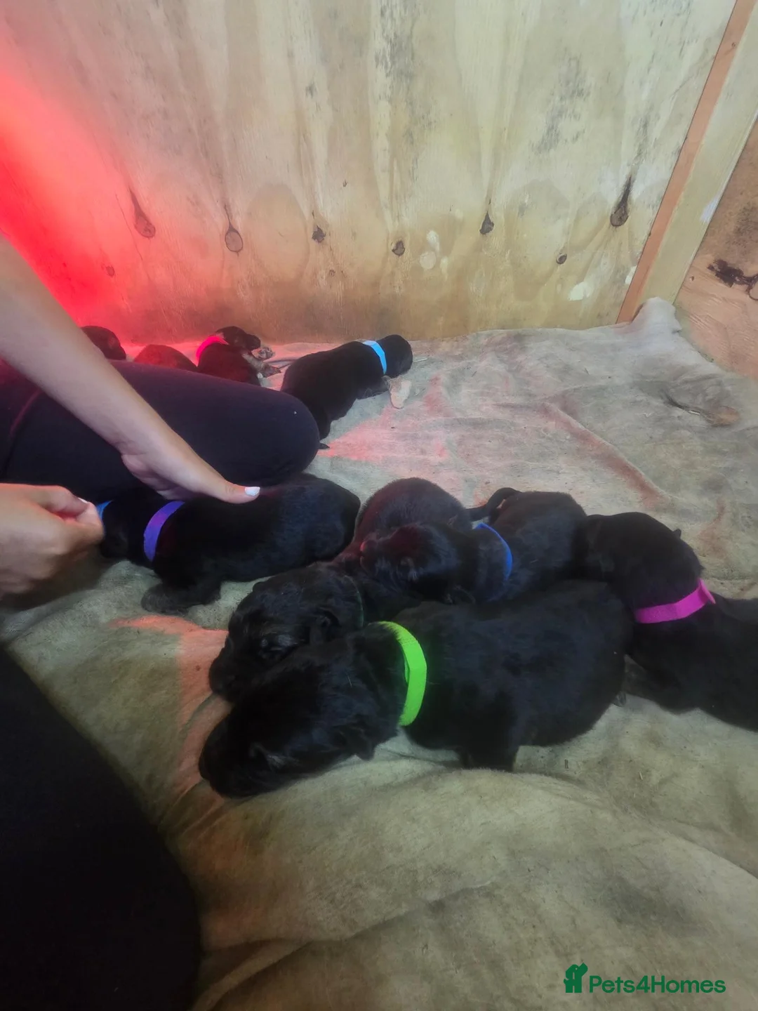 German Shepherd dogs for sale: Long haired German shepherds - Advert 6
