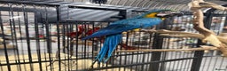 Macaws birds for sale: Beautiful baby handreaded blue and gold macaw  - Advert 4