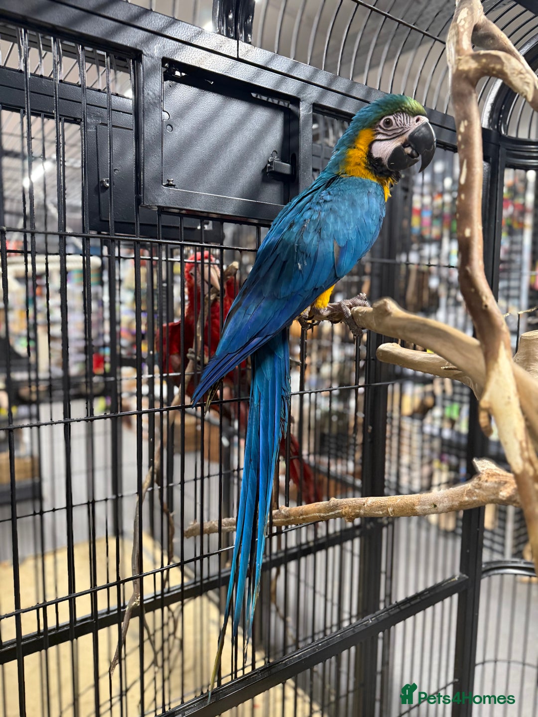 Macaws birds for sale: Beautiful baby handreaded blue and gold macaw  - Advert 4