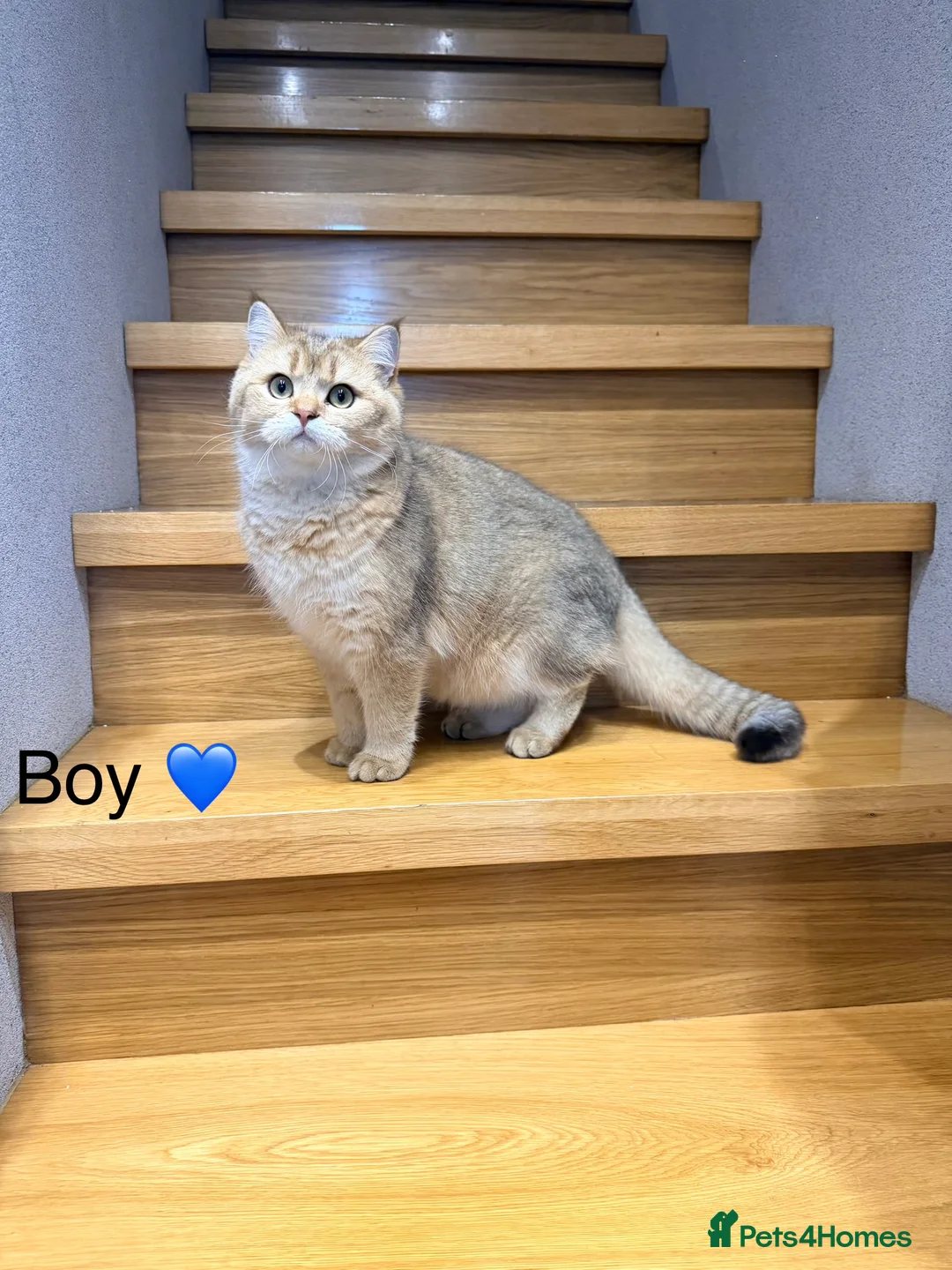 Scottish Fold cats for sale: TICA Active Golden Scottish Fold/ Straight boys - Advert 7