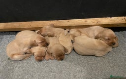 Labrador Retriever dogs for sale: Fox red Labrador puppies  - Advert 2