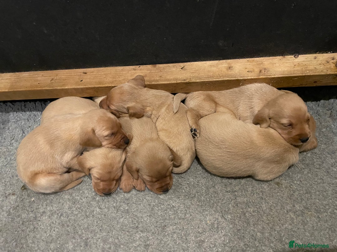 Labrador Retriever dogs for sale: Fox red Labrador puppies  - Advert 2