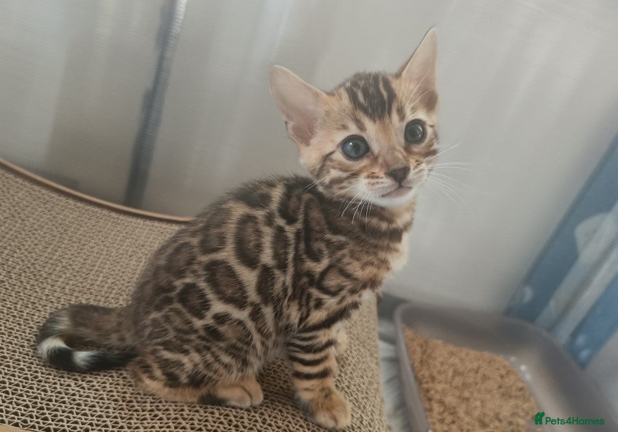 Bengal cats for sale: Absolutely beautiful pedigree bengal kittens - Advert 19