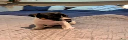 Jack Russell dogs for sale: Jack Russell girl  in Wickford - Advert 5