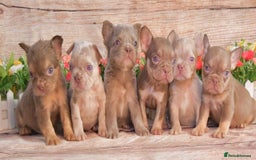 French Bulldog dogs for sale: Kc registered new shade french bulldogs - Image 2