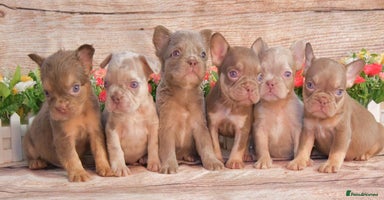 French Bulldog dogs - Advert 8