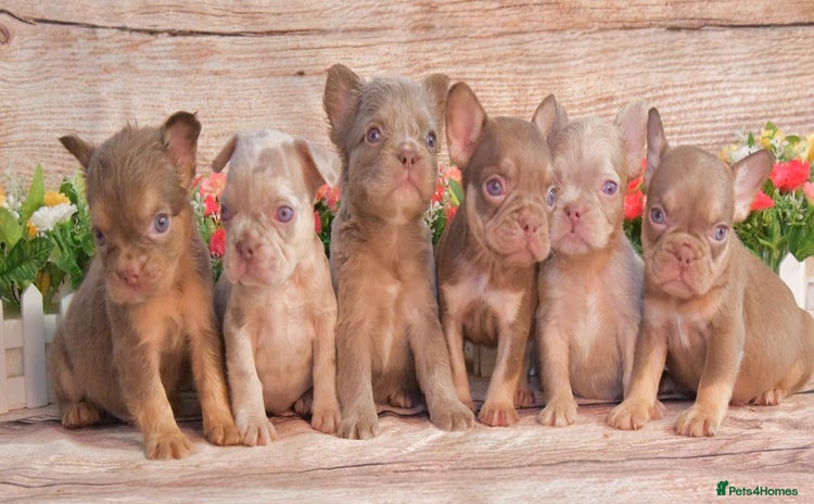 French Bulldog dogs - Advert 8