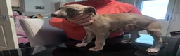 Whippet dogs for sale: whippet pups in Tredegar - Advert 14