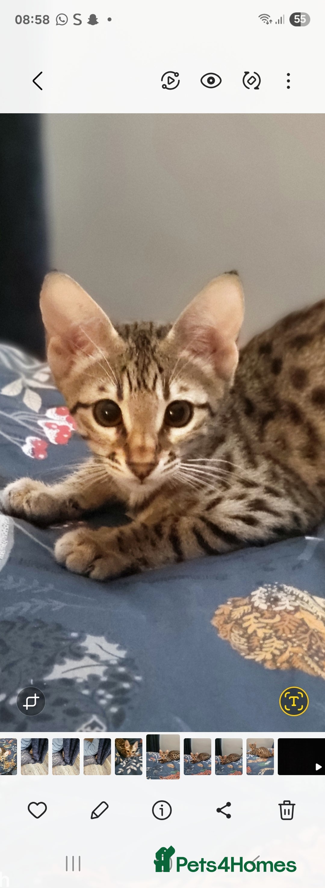 Savannah cats for sale: Britishpride F7 Savannah Kittens Male and female  - Advert 16